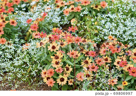 オレンジ色の花 69806997