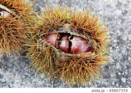 いがぐり 栗 果実 69807359