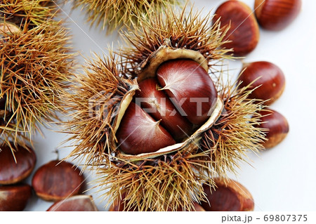 いがぐり 栗 果実 69807375