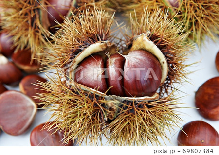いがぐり 栗 果実 69807384