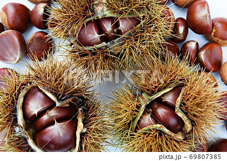いがぐり 栗 果実 69807385