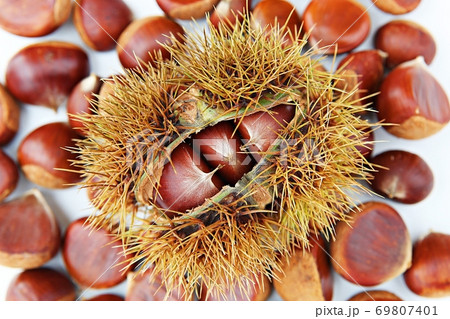 いがぐり 栗 果実 69807401