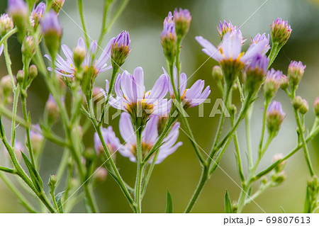 上野ファームの光る薄紫の花の写真素材