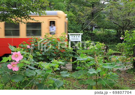 小湊鐵道「芙蓉の花咲く月崎駅」 69807704