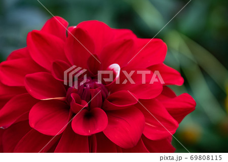 晩秋上野ファームの美しきダリアたち 69808115