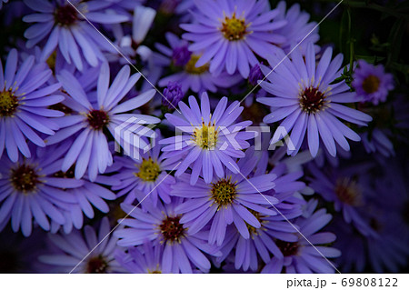 晩秋上野ファームを飾る花車 69808122