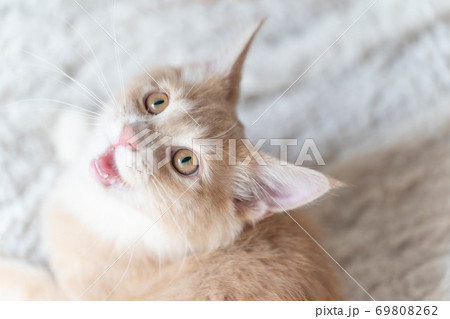 ノルウェージャンフォレストキャット38 ノルウェージャンフォレストキャット38 69808262