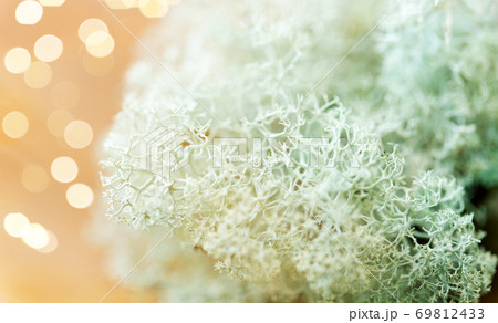 close up of reindeer lichen moss 69812433