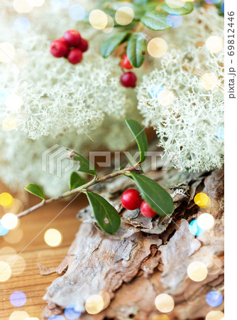 close up of cowberry and reindeer lichen moss 69812446