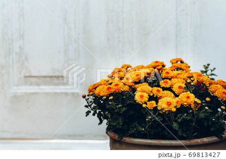 Orange chrysanthemum flowers 69813427