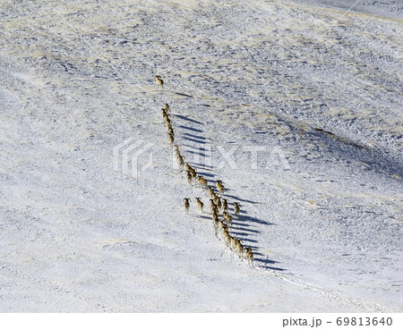 Young male mountain sheep climb the mountain slope. 69813640