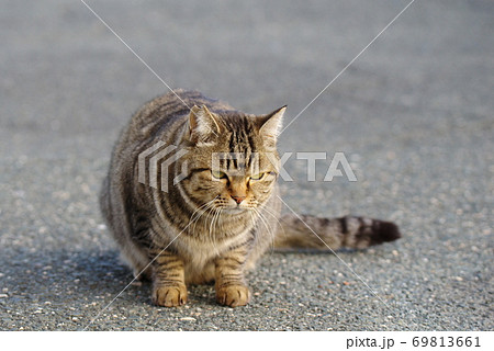 のんびり暮らす猫 キジトラ猫の写真素材