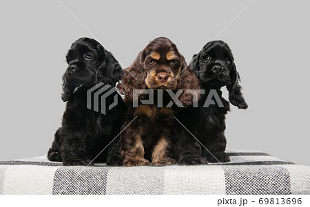 Studio shot of american cocker spaniel on grey studio background 69813696