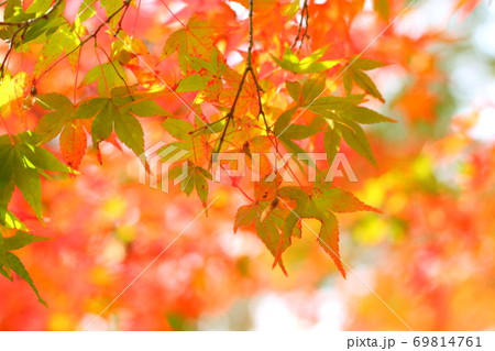 紅葉 紅葉 69814761