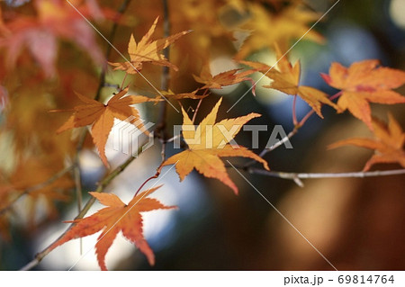 紅葉 紅葉 69814764