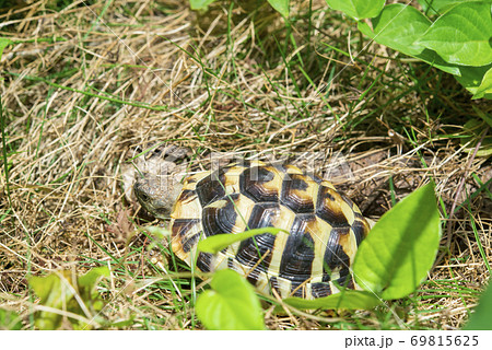 日光浴をする東ヘルマンリクガメ 日光浴をする東ヘルマンリクガメ 69815625