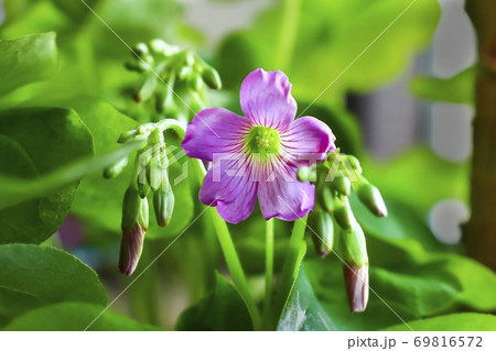 花 植物 花びら 69816572
