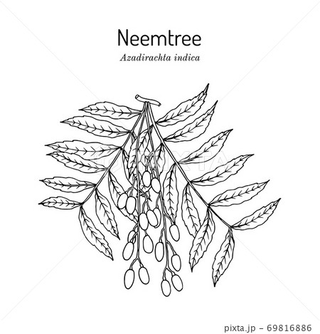 Neem Plant Leaves Fruit Powder Spoon Stock Vector (Royalty Free) 1161638110  | Shutterstock