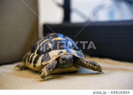 室内で散歩する東ヘルマンリクガメの写真素材