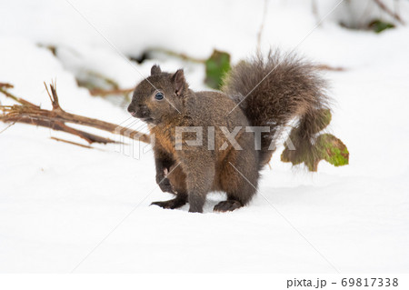 ダグラス栗鼠が雪の上で佇む様子 バンク-バ- ブリティッシュコロンビア カナダ ダグラス栗鼠が雪の上で佇む様子 バンク-バ- ブリティッシュコロンビア カナダ 69817338