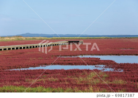 サンゴ草（北海道網走市卯原内） 69817387
