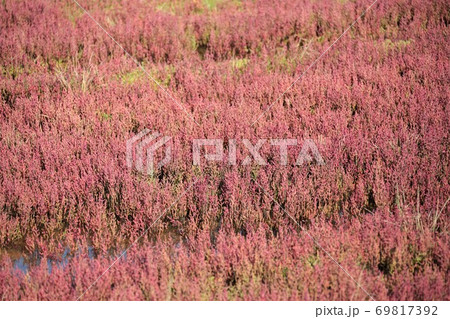 サンゴ草（北海道網走市卯原内） 69817392