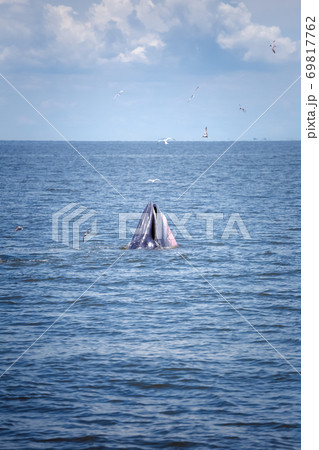 bryde's whale watching in gulf of thailand bryde's whale watching in gulf of thailand 69817762