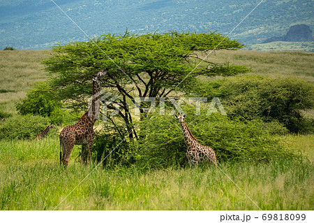 Wild Giraffes in North Tanzania Arusha Region, Coast of Lake Natron Grazing in a Bush Under big Acacia in savannah at spring 69818099