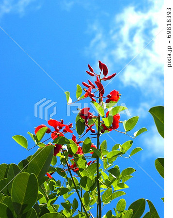 秋空と日差しを浴びたアメリカデイゴ 秋空と日差しを浴びたアメリカデイゴ 69818393