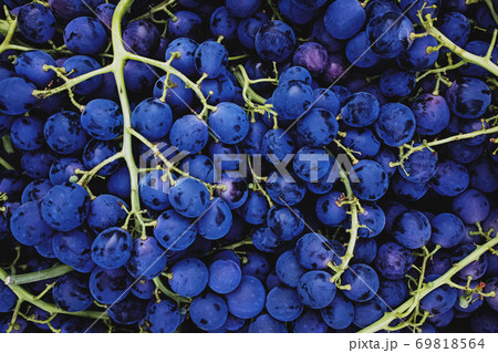 Grape harvest in a vineyard close-up Grape harvest in a vineyard close-up 69818564