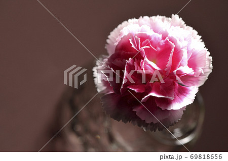 透明なガラス容器に挿した一輪のカーネーション(俯瞰) 透明なガラス容器に挿した一輪のカーネーション(俯瞰) 69818656