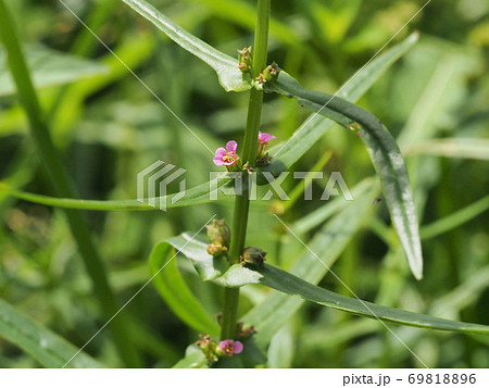 水田雑草のホソバヒメミソハギ 69818896