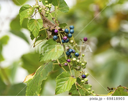 色々な色の実がなるノブドウ 69818903