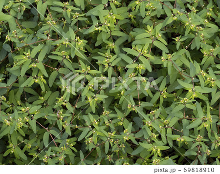 オオニシキソウの花 オオニシキソウの花 69818910