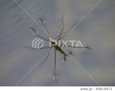 水面のアメンボ 水面のアメンボ 69818913