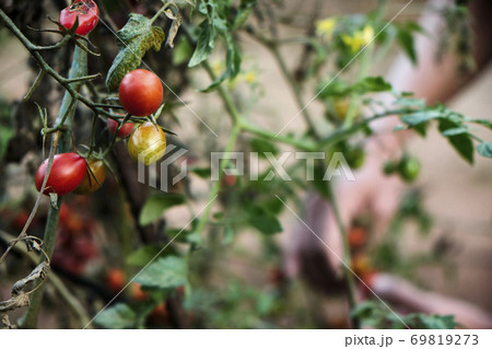 collecting cherry tomatoes from the plant collecting cherry tomatoes from the plant 69819273