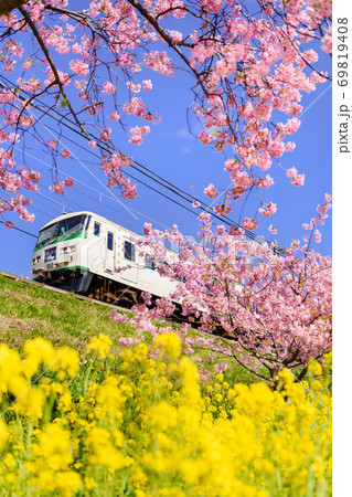 河津桜と菜の花と踊り子号 69819408