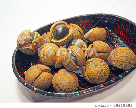 落葉広葉樹栃の実は渋抜きして食材に 69819892