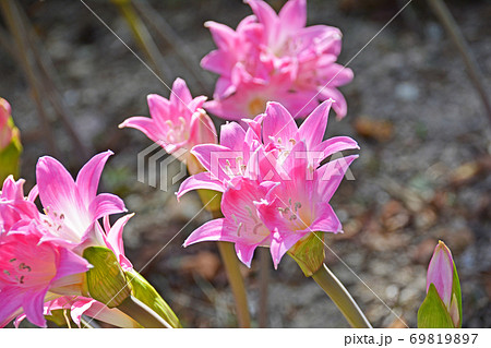 初秋に咲く華やかなピンクの花ベラドンナリリーの写真素材