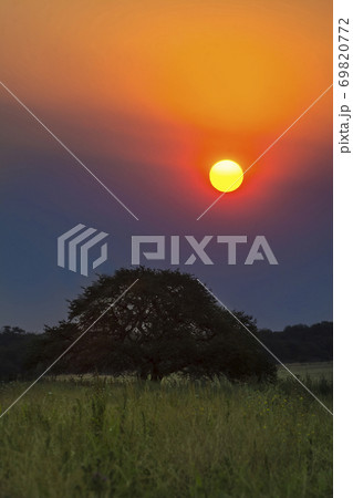 Pampas sunset landscape, La Pampa, Argentina 69820772