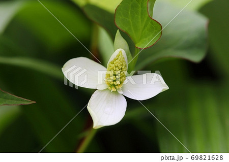 日蔭の庭に咲くドクダミの白い花のアップ 日蔭の庭に咲くドクダミの白い花のアップ 69821628