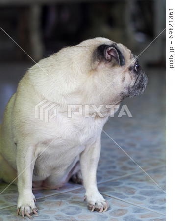 lovely white fat cute pug face portraits close up relaxing easy on the floor outdoor under natural sunlight with country home surrounding blur background 69821861
