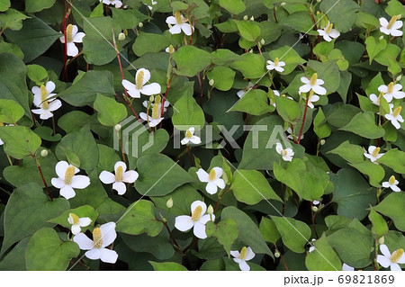 日蔭の庭で白い花を咲かせるドクダミの群生 69821869