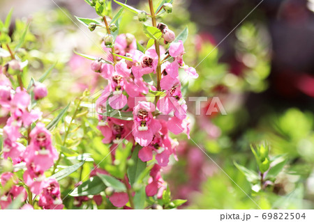 アゲロニアの花 アゲロニアの花 69822504