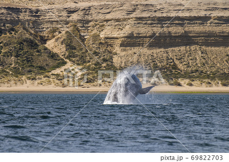 Killer whale hunting sea lions. 69822703
