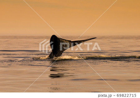 Killer whale hunting sea lions. Killer whale hunting sea lions. 69822715