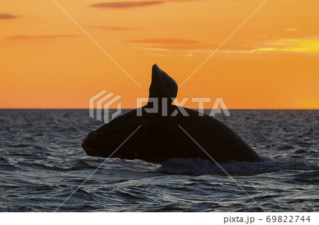 Killer whale hunting sea lions. 69822744