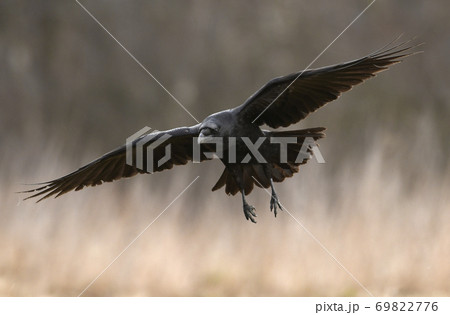 Common Raven (Corvus corax) 69822776