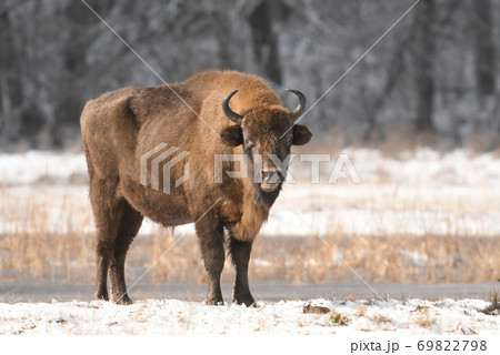 European bisons (Bison bonasus) European bisons (Bison bonasus) 69822798