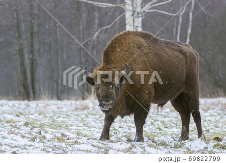 European bisons (Bison bonasus) European bisons (Bison bonasus) 69822799